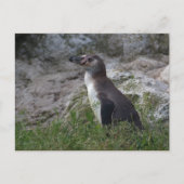 Sfeniscus humboldti briefkaart (Voorkant)