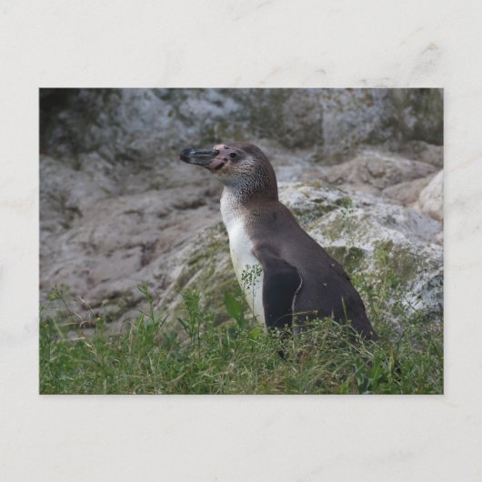 Sfeniscus humboldti briefkaart (Voorkant)