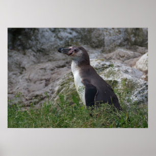 Sfeniscus humboldti poster