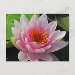 SG Lincoln, Nebraska roze waterlelie #1 01 Briefkaart