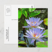 SG Paar van BLUE-waterlelies #100 00100 Briefkaart (Voorkant / Achterkant)