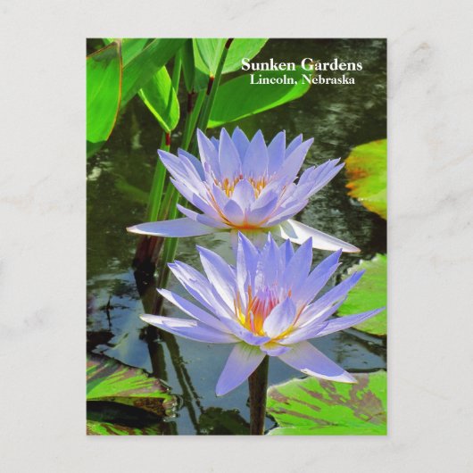 SG Paar van BLUE-waterlelies #100 00100 Briefkaart (Voorkant)