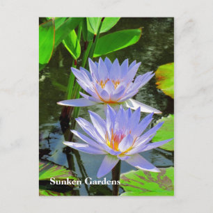 SG Paar van BLUE-waterlelies #101 00101 Briefkaart