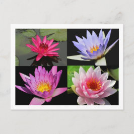 SG Waterlily Collage Briefkaart #2n 2200