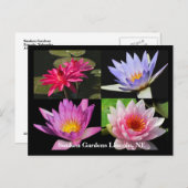 SG Waterlily Collage Briefkaart #6NW 600 (Voorkant / Achterkant)