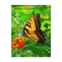 SG Yellow Swallowtail Briefkaart #245N 0245
