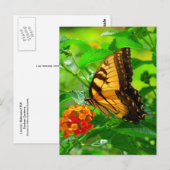 SG Yellow Swallowtail Briefkaart #81N 081 (Voorkant / Achterkant)