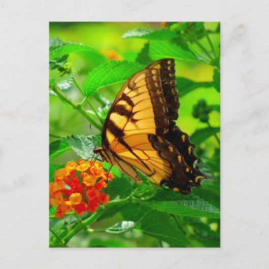 SG Yellow Swallowtail Briefkaart #81N 081 (Voorkant)
