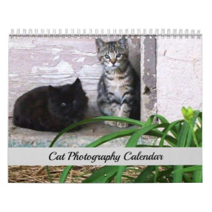 Sgolis Original Cat Photography Calendar Kalender
