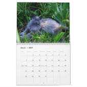 Sgolis Originele Kat Fotografie Agenda Kalender (Mar 2027)