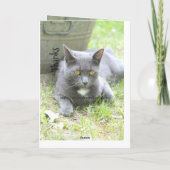 Shabby Chic Kaart (Achterkant)