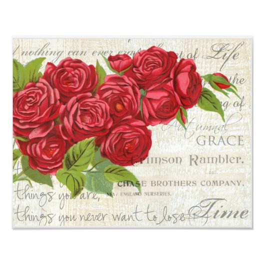 Shabby Chic Red Roses Antiek script Foto Afdruk (Voorkant)