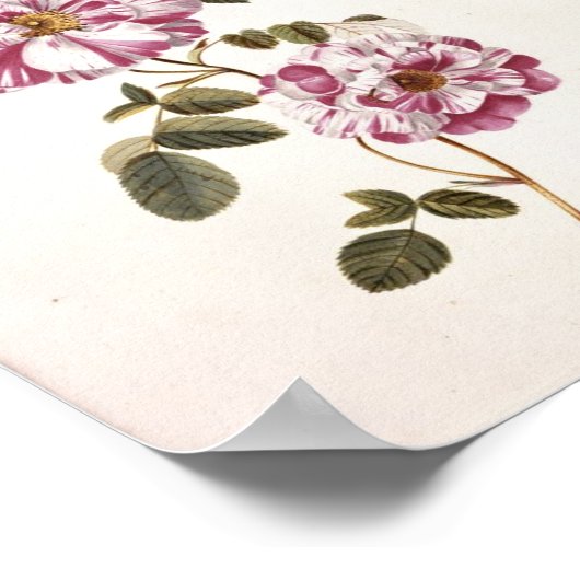 Shabby Chic-Rozen Poster (Hoek)