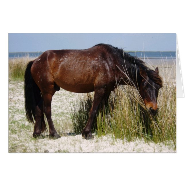 Shackleford Bank World Horse Blank Kaart (Voorkant Horizontaal)