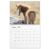 Shackleford Banks Ponies Kalender (Feb 2026)