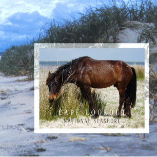 Shackleford Banks Wild Horse, Cape Lookout, Vereni Briefkaart