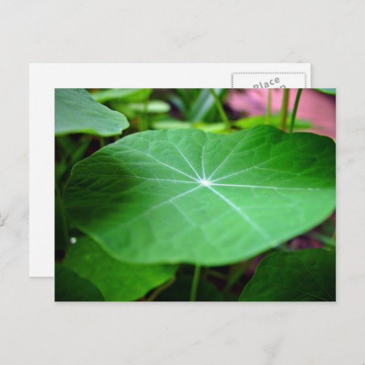 Shaddy Nasturtium leaf Briefkaart (Voorkant / Achterkant)