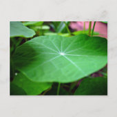 Shaddy Nasturtium leaf Briefkaart (Voorkant)