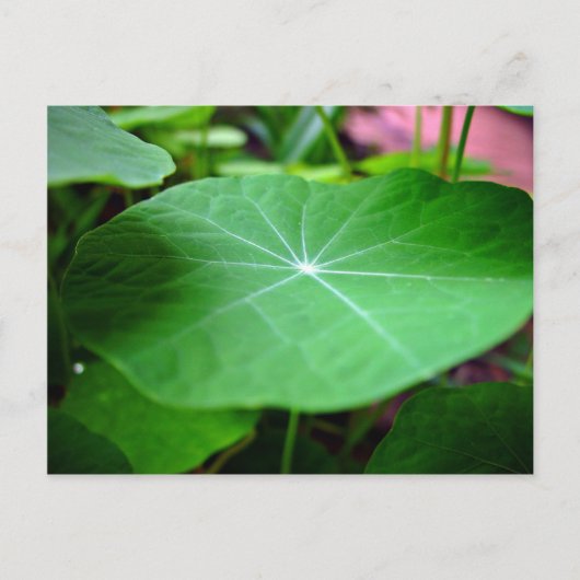 Shaddy Nasturtium leaf Briefkaart (Voorkant)