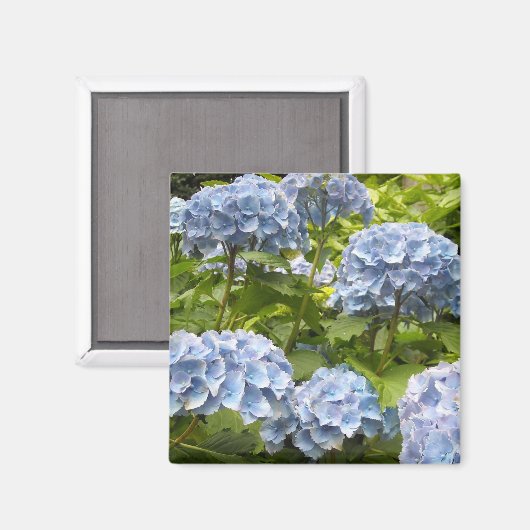Shades of Blue Hydrangeas Magneet (Voorkant / Achterkant)