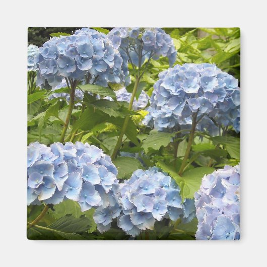 Shades of Blue Hydrangeas Magneet (Voorkant)