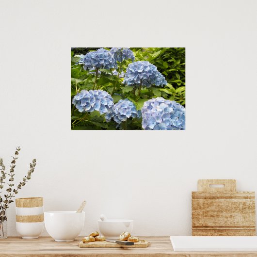 Shades of Blue Hydrangeas Poster (Keuken)
