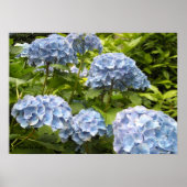Shades of Blue Hydrangeas Poster (Voorkant)