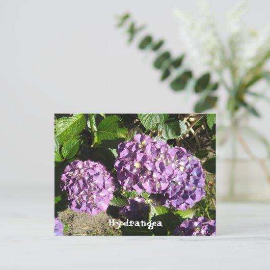 Shades of Paarse Hydrangea Briefkaart (Staand voorkant)