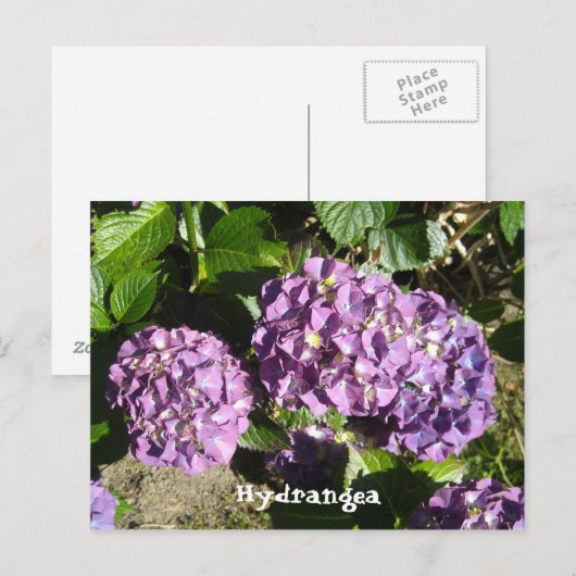 Shades of Paarse Hydrangea Briefkaart (Voorkant / Achterkant)