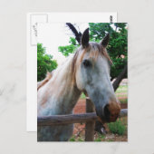 Shadow Briefkaart (Voorkant / Achterkant)