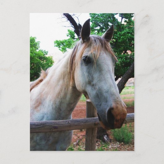 Shadow Briefkaart (Voorkant)