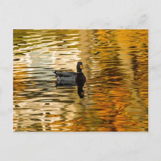 Shadow Duck Briefkaart (Voorkant)