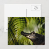 Shady Alligator briefkaart (Voorkant / Achterkant)
