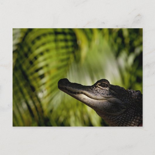 Shady Alligator briefkaart (Voorkant)