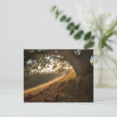 Shady Oak en California Susnet Briefkaart (Staand voorkant)