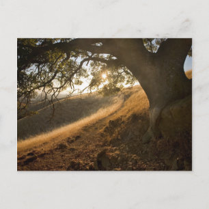 Shady Oak en California Susnet Briefkaart