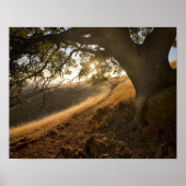 Shady Oak en California Susnet Print (Voorkant)