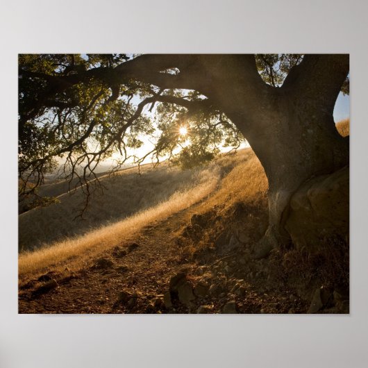 Shady Oak en California Susnet Print (Voorkant)