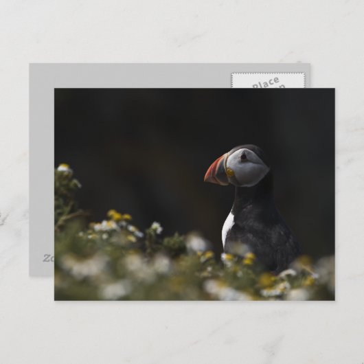 Shady Puffin Briefkaart (Voorkant / Achterkant)