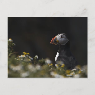 Shady Puffin Briefkaart