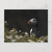 Shady Puffin Briefkaart (Voorkant)