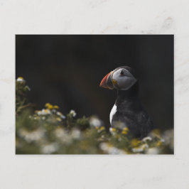 Shady Puffin Briefkaart