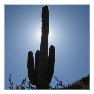 Shady Saguaro Perfect Poster