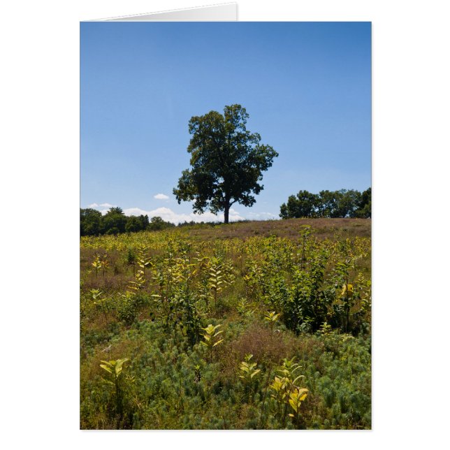 Shagbark Hickory-Charles River Peninsula (Voorkant)