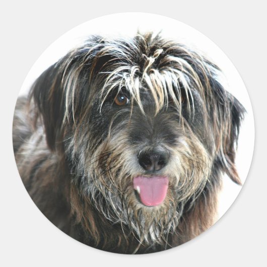 Shaggy aangezicht hond ronde sticker (Voorkant)