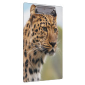 Shaggy Adult Cheetah in de Wilde Klembord (Rechts)