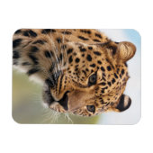 Shaggy Adult Cheetah in de Wilde Magneet (Horizontaal)