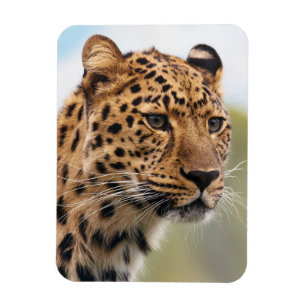 Shaggy Adult Cheetah in de Wilde Magneet