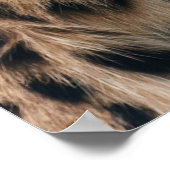 Shaggy Adult Cheetah in de Wilde Poster (Hoek)