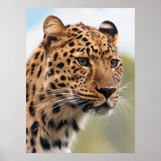 Shaggy Adult Cheetah in de Wilde Poster (Voorkant)